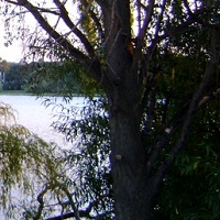 Lake through the trees. Dianetics and Scientology Canberra.